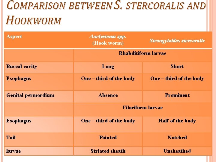 COMPARISON BETWEEN S. STERCORALIS AND HOOKWORM Aspect Anclystoma spp. (Hook worm) Strongyloides stercoralis Rhabditiform
