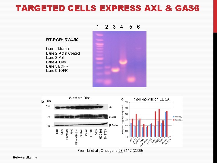 TARGETED CELLS EXPRESS AXL & GAS 6 1 2 3 4 5 6 RT-PCR: