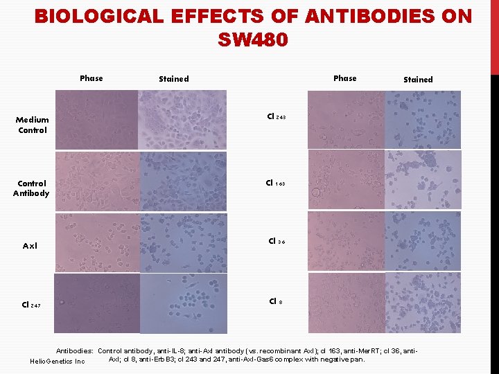 BIOLOGICAL EFFECTS OF ANTIBODIES ON SW 480 Phase Stained Medium Control Cl 243 Control