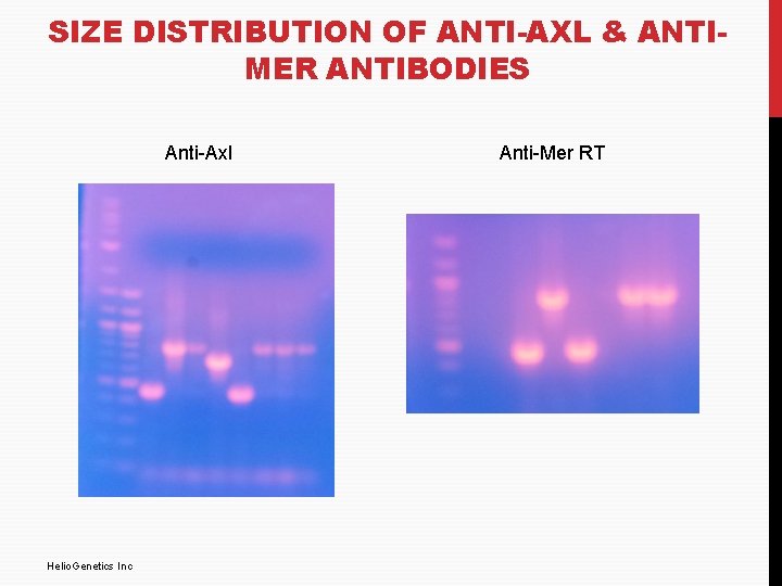 SIZE DISTRIBUTION OF ANTI-AXL & ANTIMER ANTIBODIES Anti-Axl Helio. Genetics Inc Anti-Mer RT 