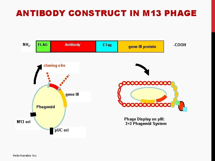 ANTIBODY CONSTRUCT IN M 13 PHAGE NH 2 - FLAG Antibody ETag gene III