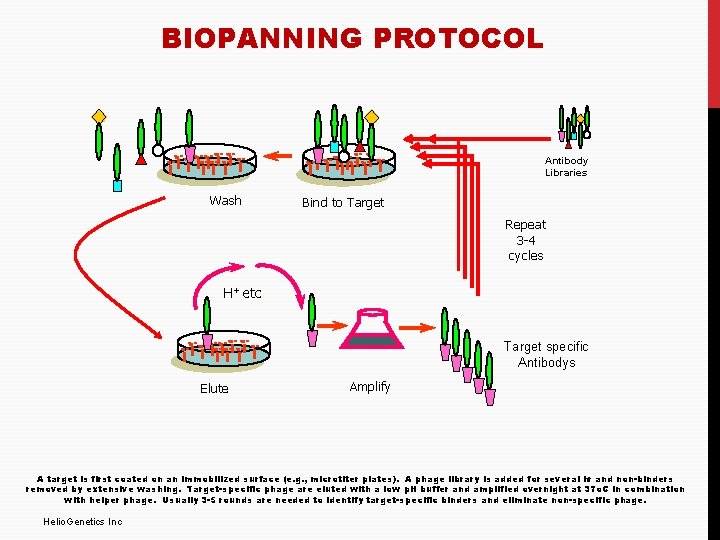 BIOPANNING PROTOCOL Antibody Libraries Wash Bind to Target Repeat 3 -4 cycles H+ etc.