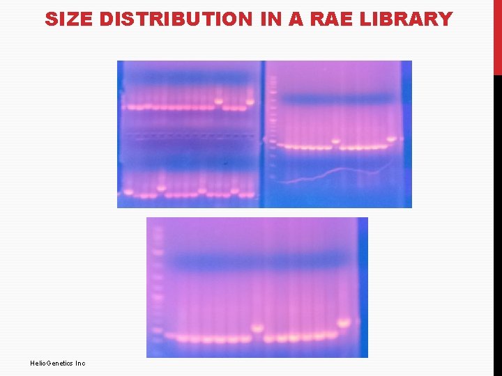 SIZE DISTRIBUTION IN A RAE LIBRARY Helio. Genetics Inc 