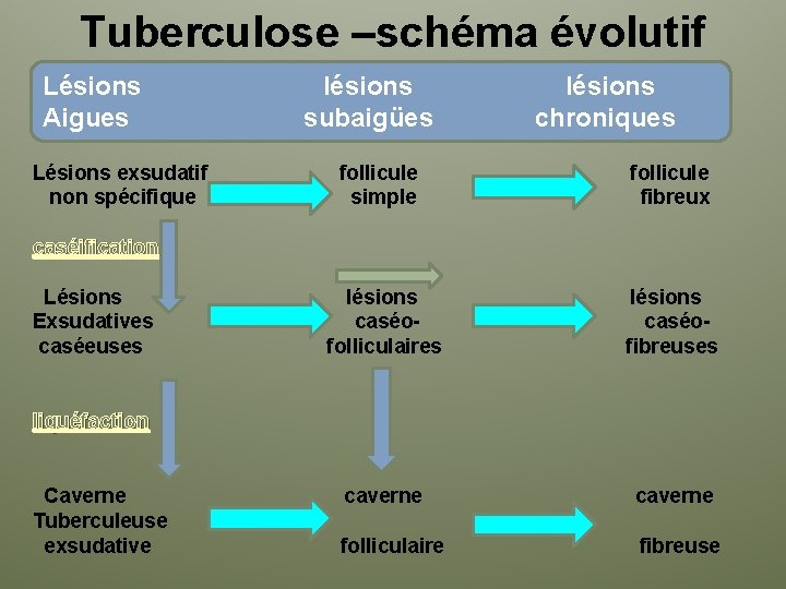 Tuberculose –schéma évolutif Lésions Aigues Lésions exsudatif non spécifique lésions subaigües lésions chroniques follicule