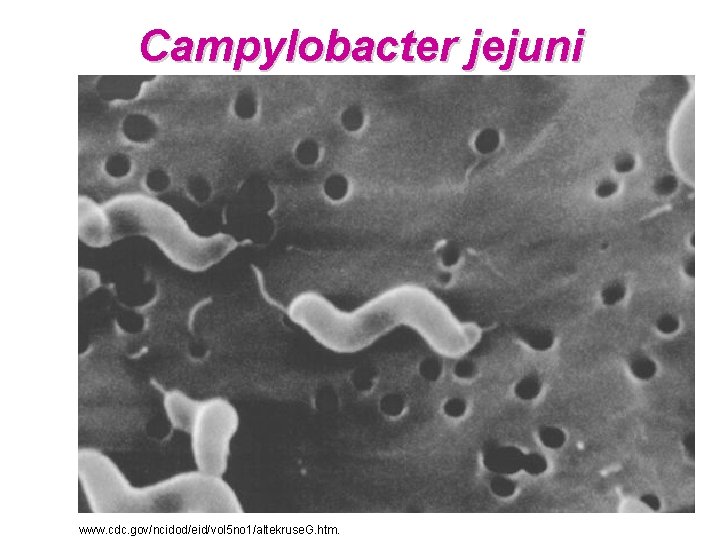 Campylobacter jejuni www. cdc. gov/ncidod/eid/vol 5 no 1/altekruse. G. htm. 