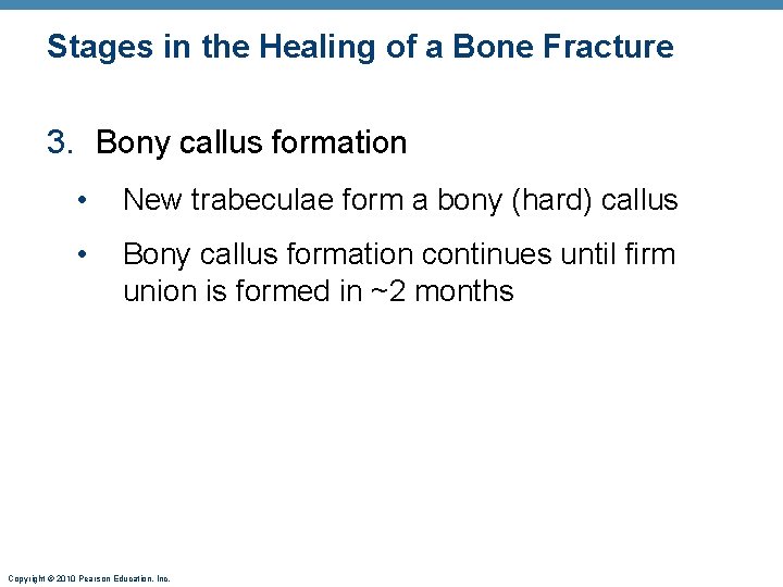 Stages in the Healing of a Bone Fracture 3. Bony callus formation • New