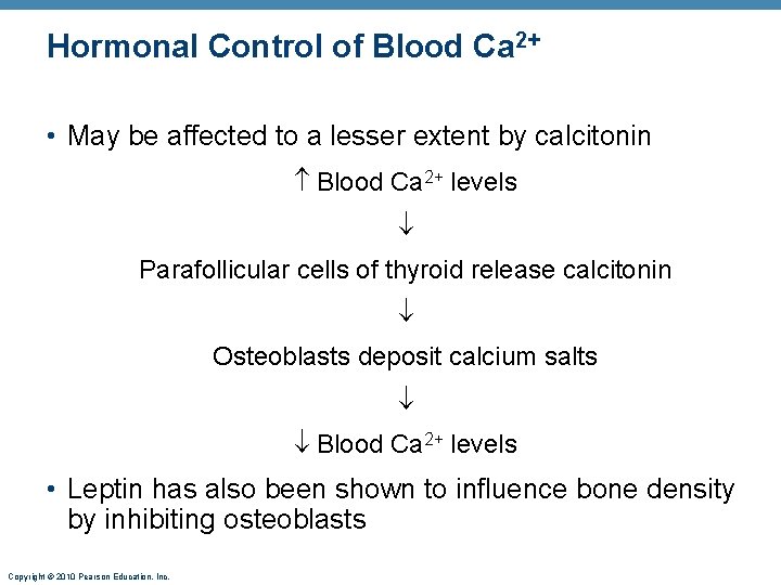 Hormonal Control of Blood Ca 2+ • May be affected to a lesser extent