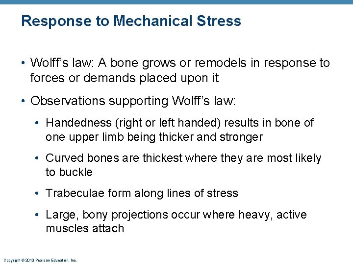 Response to Mechanical Stress • Wolff’s law: A bone grows or remodels in response