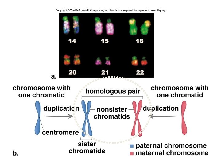 All of our cells (except mature gametes) have 2 copies of each chromosome. One