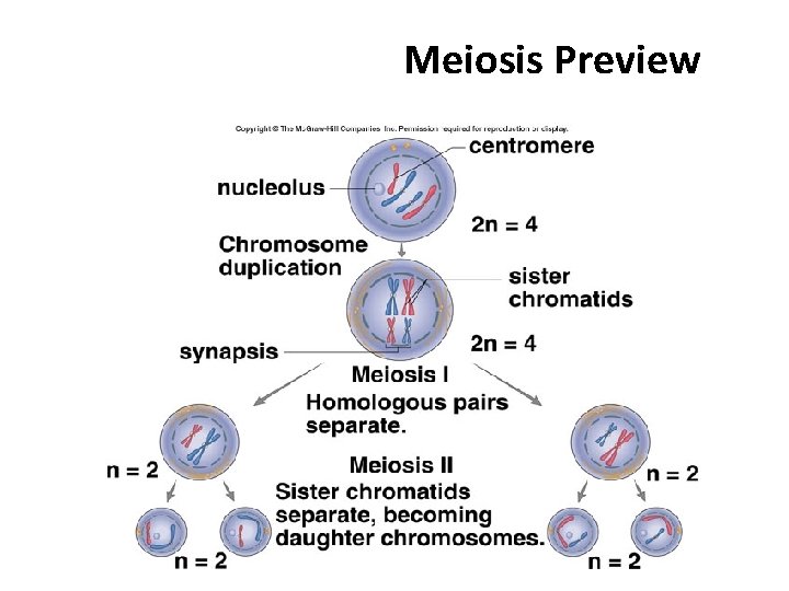 Meiosis Preview 