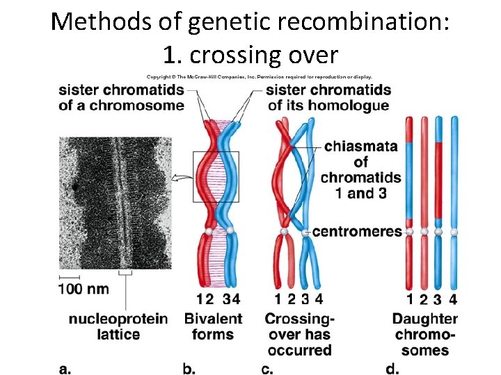 Methods of genetic recombination: 1. crossing over 