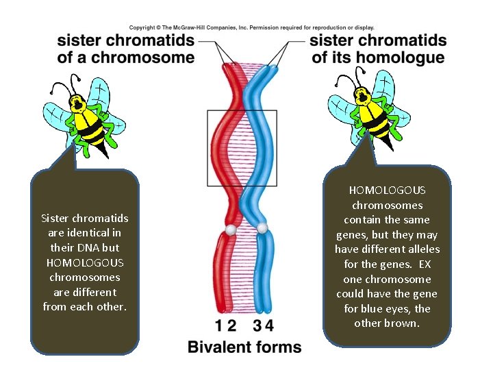 Homologous chromosomes align. Sister chromatids are identical in their DNA but HOMOLOGOUS chromosomes are