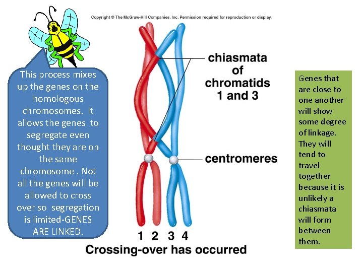 This process mixes up the genes on the homologous chromosomes. It allows the genes