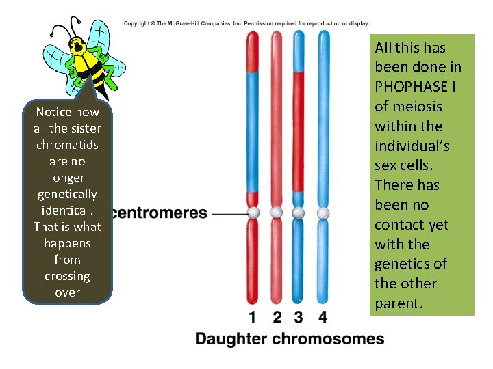 Notice how all the sister chromatids are no longer genetically identical. That is what