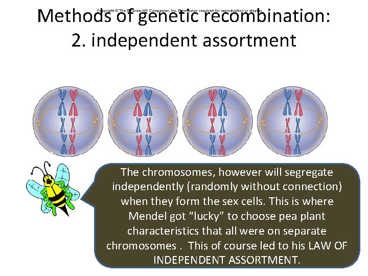 Methods of genetic recombination: 2. independent assortment 1 2 3 The chromosomes, however will