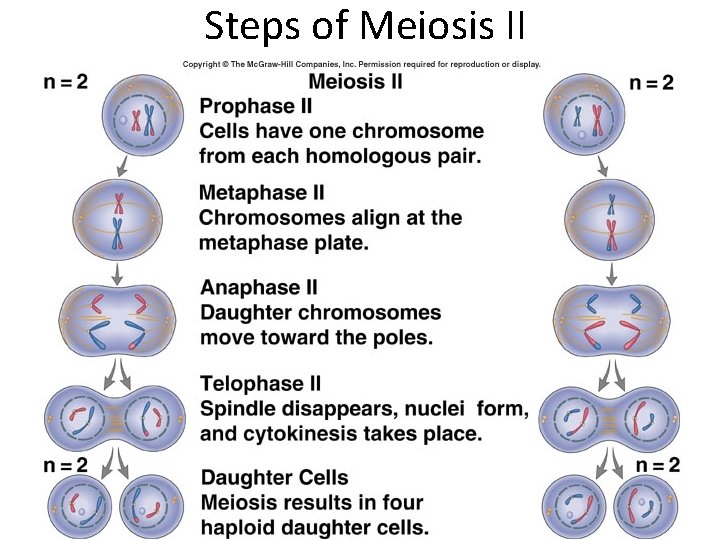Steps of Meiosis II 