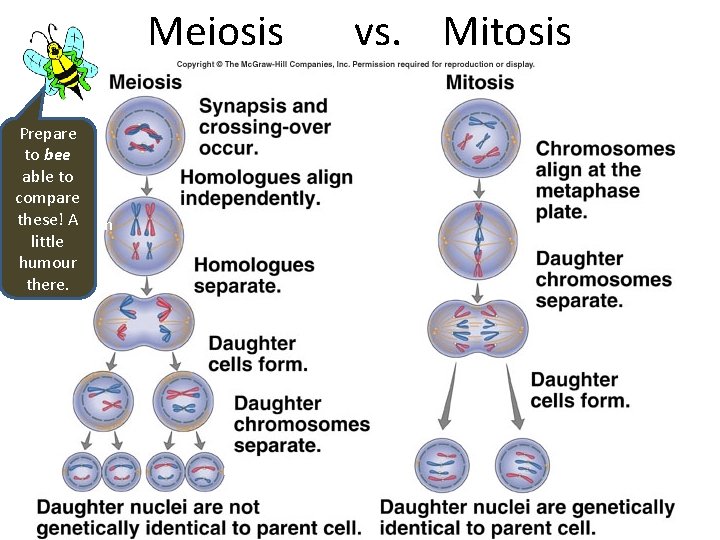 Meiosis Prepare to bee able to compare these! (Line. Aup in little 23 pairs.