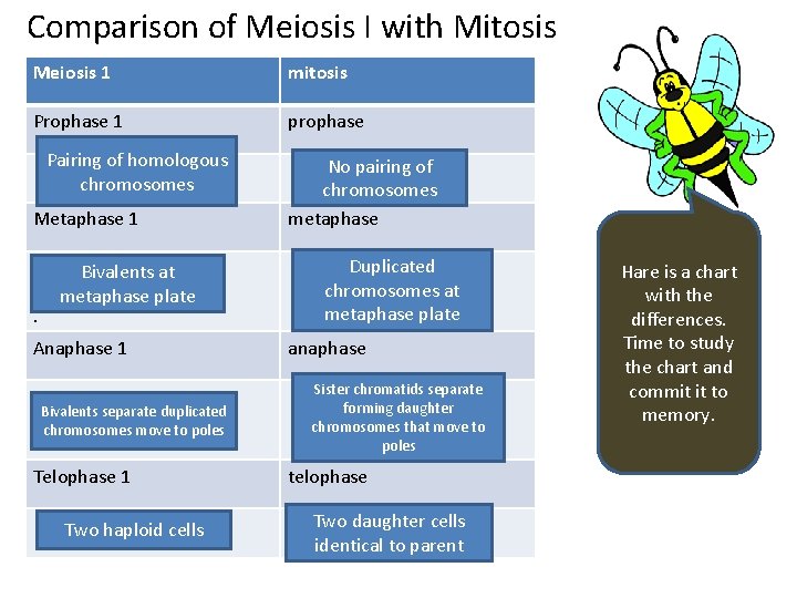 Comparison of Meiosis I with Mitosis Meiosis 1 mitosis Prophase 1 prophase Pairing of