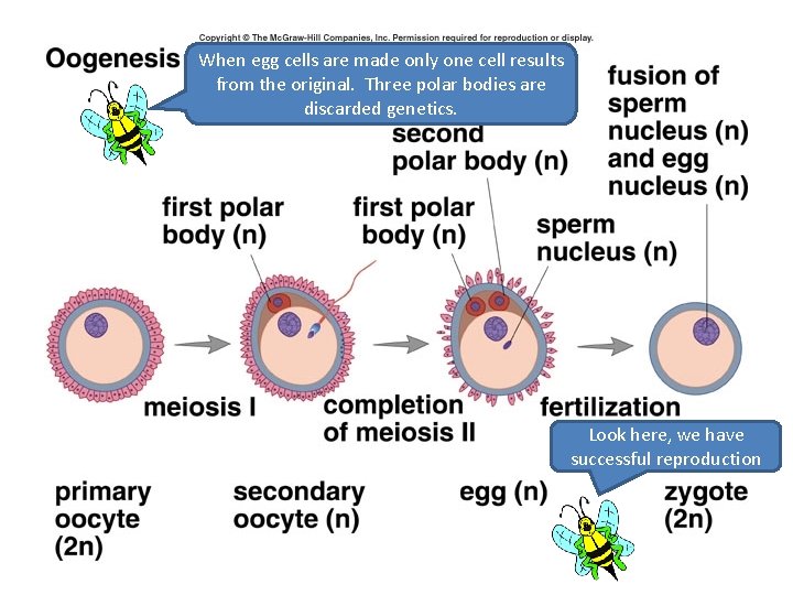 When egg cells are made only one cell results from the original. Three polar