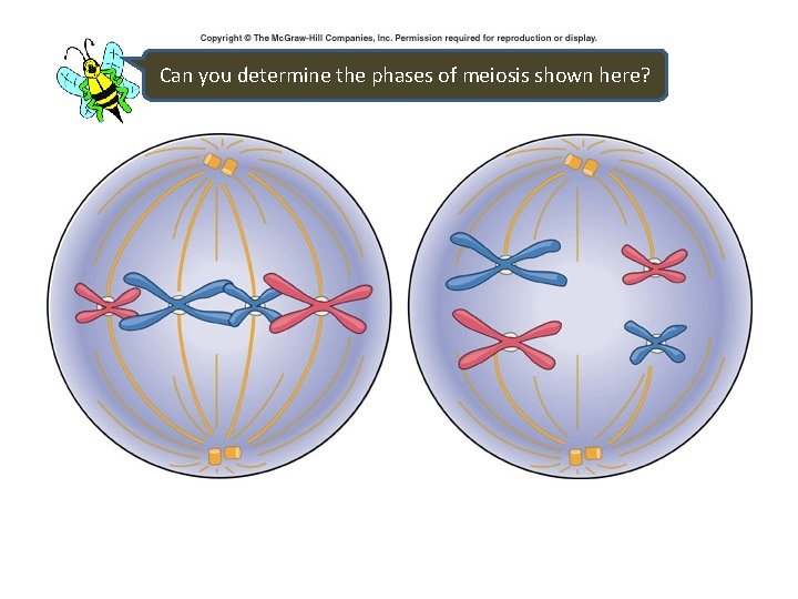 Can you determine the phases of meiosis shown here? 
