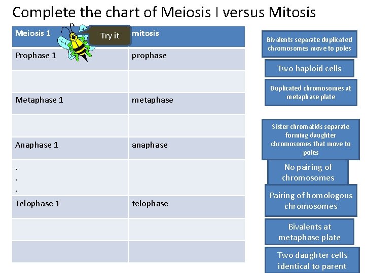 Complete the chart of Meiosis I versus Mitosis Meiosis 1 Prophase 1 Try it