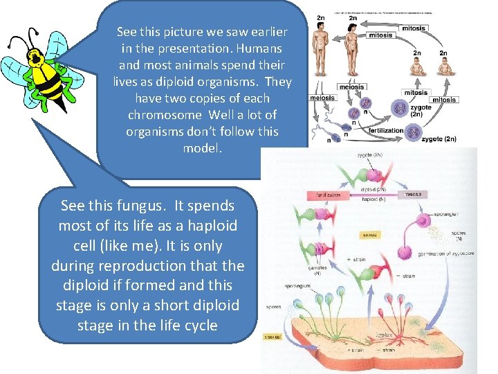See this picture we saw earlier in the presentation. Humans and most animals spend