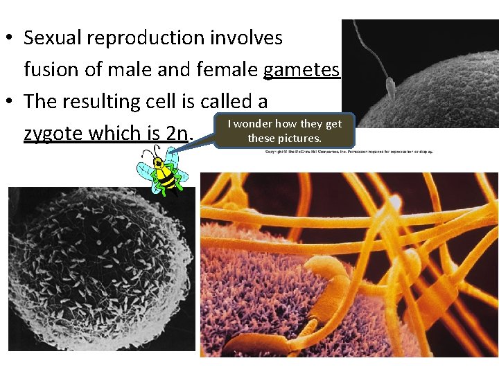  • Sexual reproduction involves fusion of male and female gametes. • The resulting