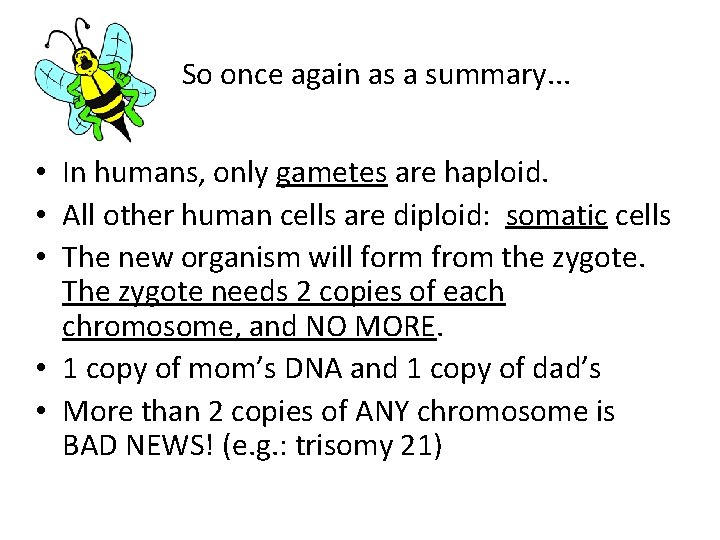 So once again as a summary. . . • In humans, only gametes are