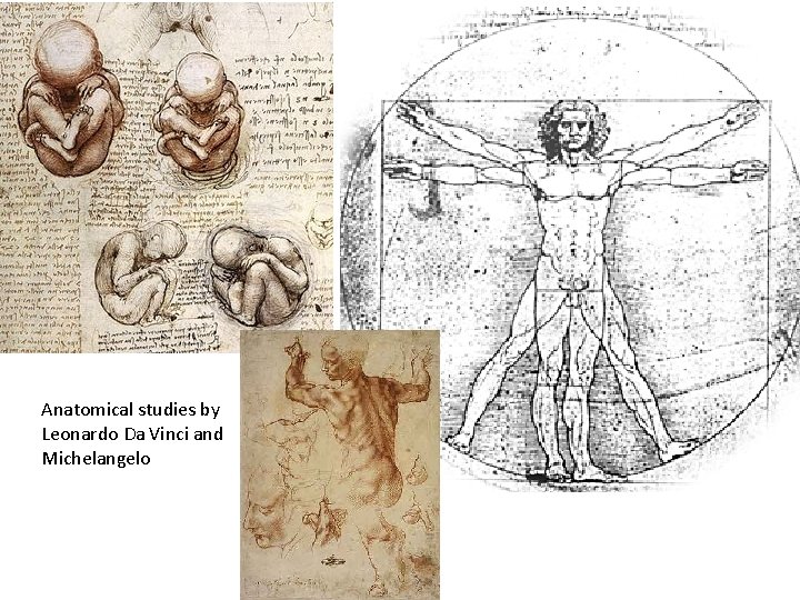 Anatomical studies by Leonardo Da Vinci and Michelangelo 