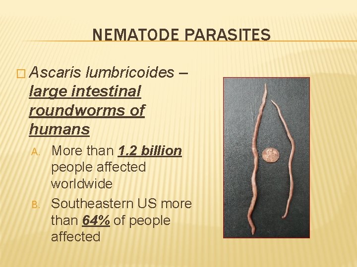 NEMATODE PARASITES � Ascaris lumbricoides – large intestinal roundworms of humans A. B. More
