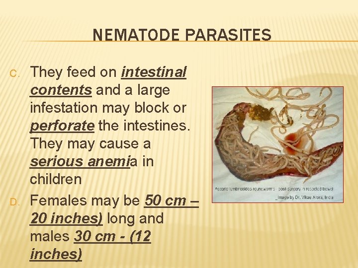 NEMATODE PARASITES C. D. They feed on intestinal contents and a large infestation may