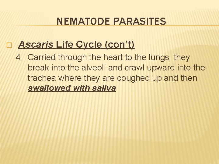 NEMATODE PARASITES � Ascaris Life Cycle (con’t) 4. Carried through the heart to the