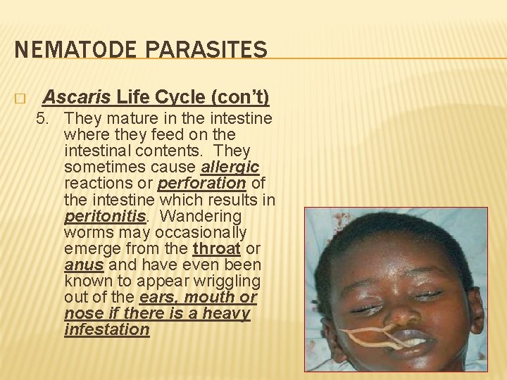 NEMATODE PARASITES � Ascaris Life Cycle (con’t) 5. They mature in the intestine where