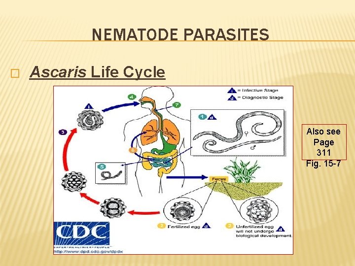 NEMATODE PARASITES � Ascaris Life Cycle Also see Page 311 Fig. 15 -7 