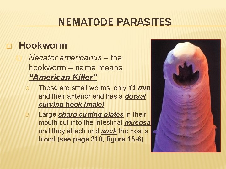 NEMATODE PARASITES � Hookworm � Necator americanus – the hookworm – name means “American