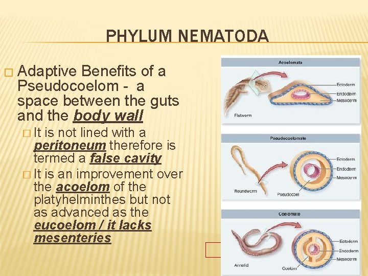 PHYLUM NEMATODA � Adaptive Benefits of a Pseudocoelom - a space between the guts