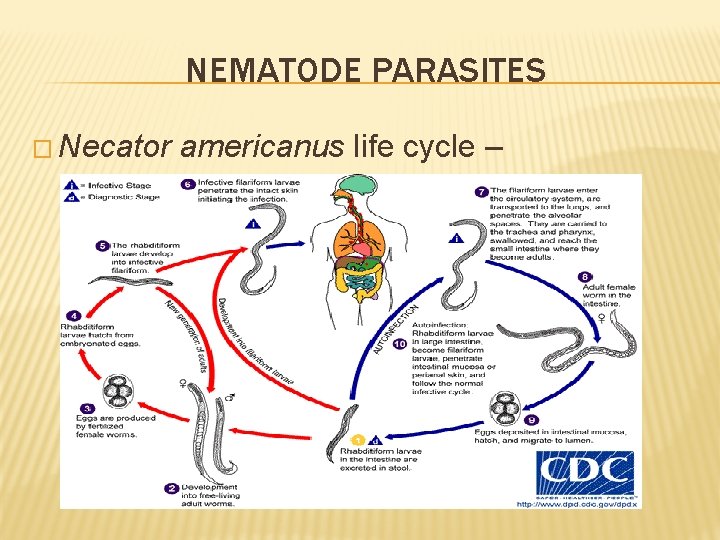 NEMATODE PARASITES � Necator americanus life cycle – 