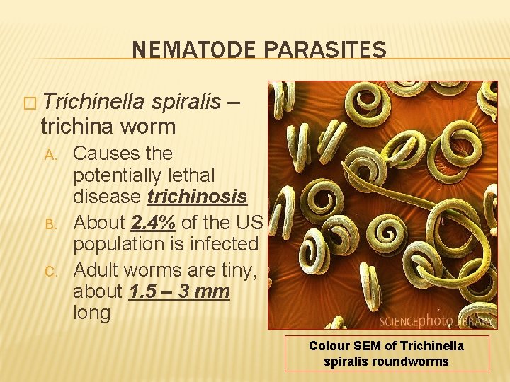 NEMATODE PARASITES � Trichinella spiralis – trichina worm A. B. C. Causes the potentially