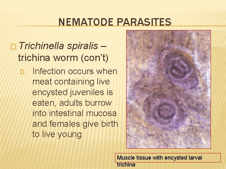 NEMATODE PARASITES � Trichinella spiralis – trichina worm (con’t) D. Infection occurs when meat