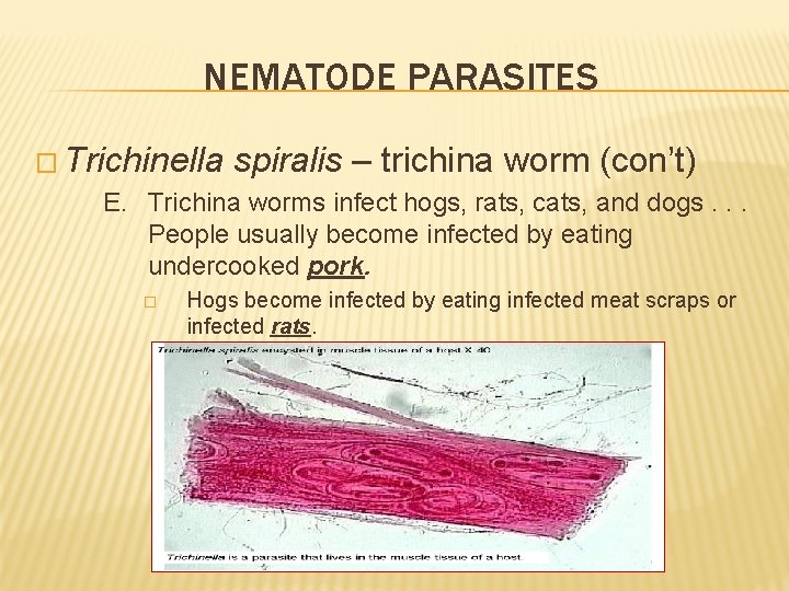 NEMATODE PARASITES � Trichinella spiralis – trichina worm (con’t) E. Trichina worms infect hogs,