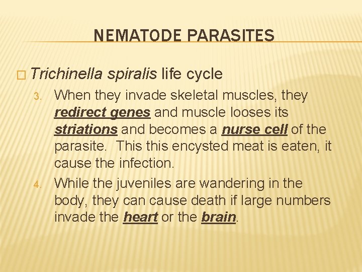NEMATODE PARASITES � Trichinella 3. 4. spiralis life cycle When they invade skeletal muscles,