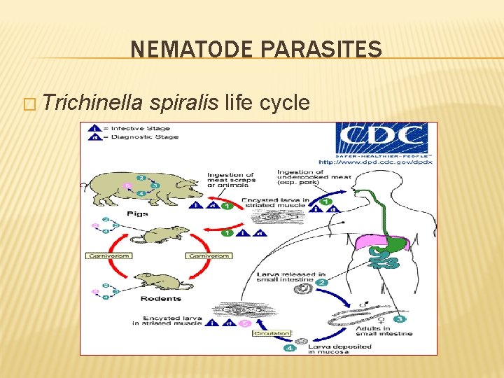 NEMATODE PARASITES � Trichinella spiralis life cycle 