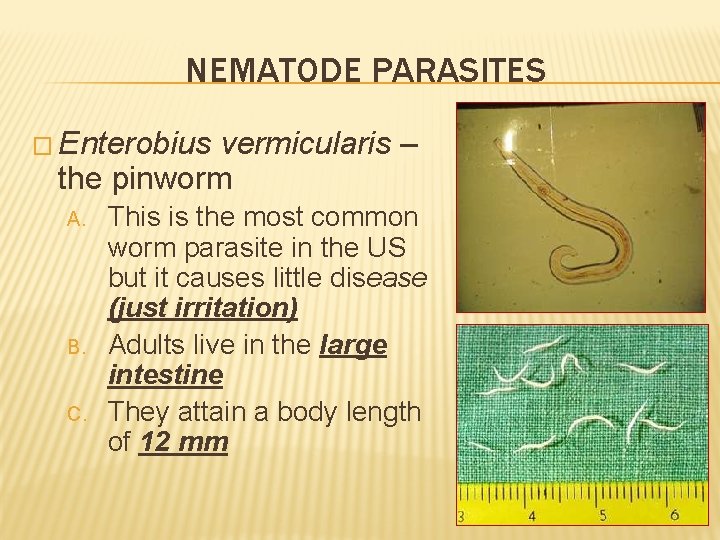 NEMATODE PARASITES � Enterobius vermicularis – the pinworm A. B. C. This is the