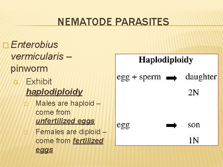 NEMATODE PARASITES � Enterobius vermicularis – pinworm G. Exhibit haplodiploidy � � Males are