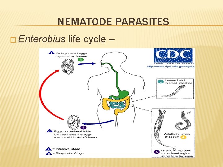 NEMATODE PARASITES � Enterobius life cycle – 