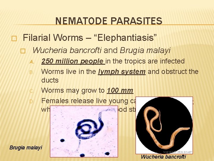 NEMATODE PARASITES � Filarial Worms – “Elephantiasis” � Wucheria bancrofti and Brugia malayi A.