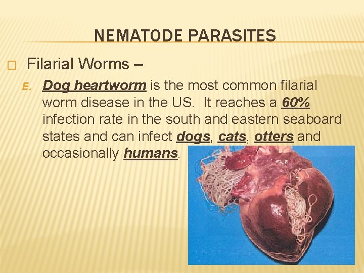 NEMATODE PARASITES � Filarial Worms – E. Dog heartworm is the most common filarial