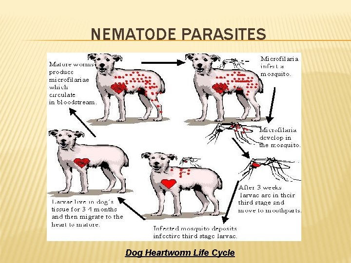 NEMATODE PARASITES Dog Heartworm Life Cycle 