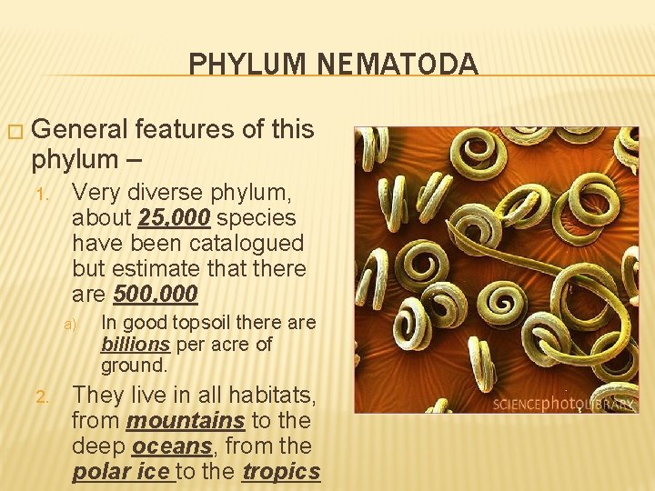 PHYLUM NEMATODA � General features of this phylum – 1. Very diverse phylum, about