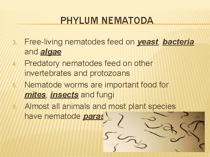 PHYLUM NEMATODA 3. 4. 5. 6. Free-living nematodes feed on yeast, bacteria and algae